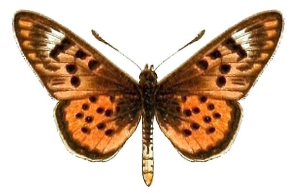 File:AcraeaSpecies2, Acraea doubledayi.jpg