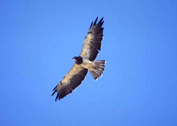 File:Adult S.Hawk in flight.jpg