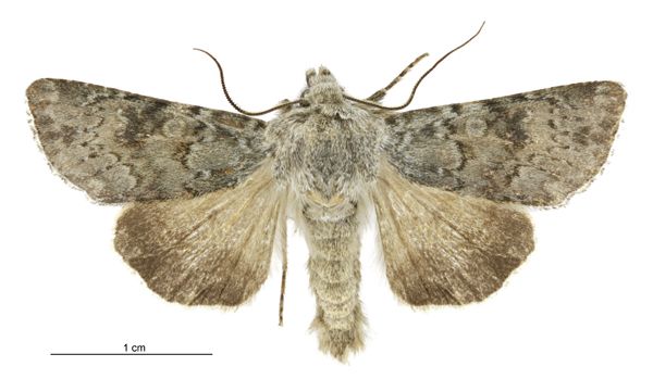 File:Aletia s.l. cuneata male.jpg