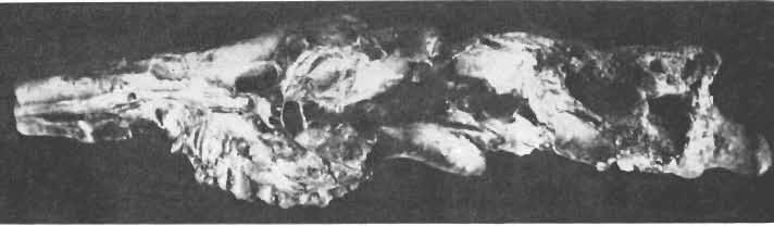 File:Barunlestes skull.jpg