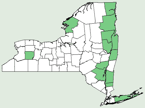 File:Carex merritt-fernaldii NY-dist-map.png