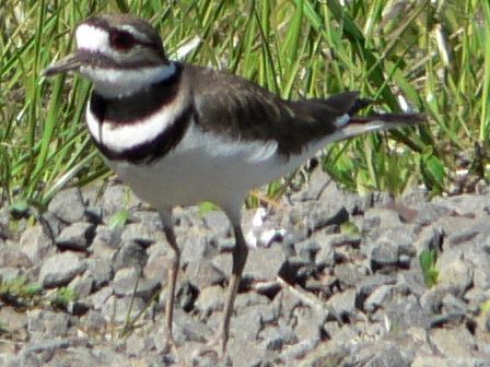 File:Charadrius vociferus 01362t.JPG