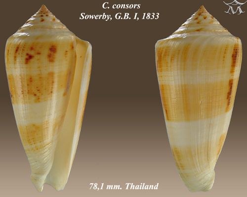 File:Conus consors 1.jpg