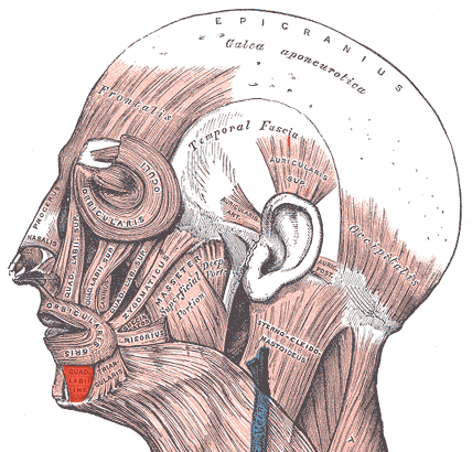 File:Depressor labii inferioris.png