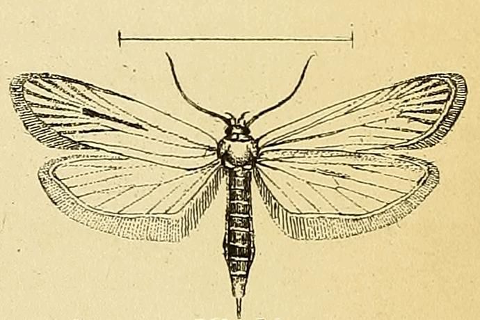 File:Deroxena venosulella.JPG