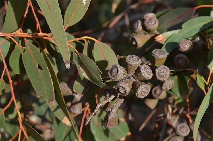 File:Eucalyptus gomphocephala fruit.jpg