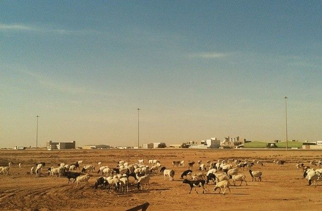 File:GoatGrazingInQatar.jpg