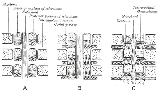 File:Gray65.png