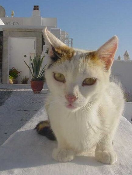 File:Greece-Cat (2005 photo; cropped 2022).jpg