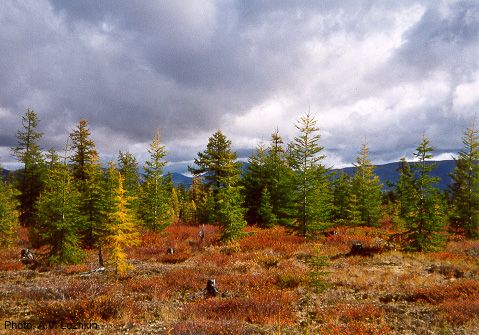 File:Larix gmelinii0.jpg