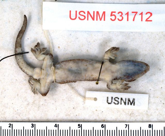 File:Lepidodactylus tepukapili bottom.jpg