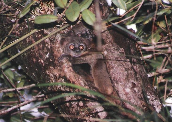 File:Lepilemur microdon Porter.jpg