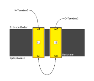 File:Membrane Topology Prediction.png