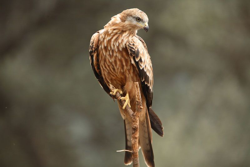 File:Milvus milvus Balearic Islands.jpg