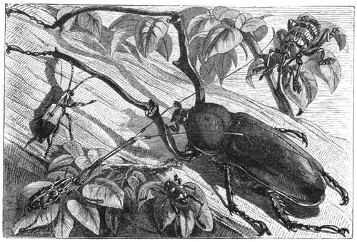 File:Moluccan Beetles from Malay Archipelago 1869.jpg