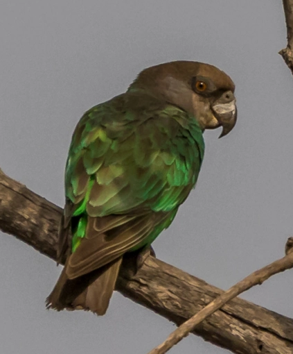 File:Niam Niam Parrot perched in a tree.png