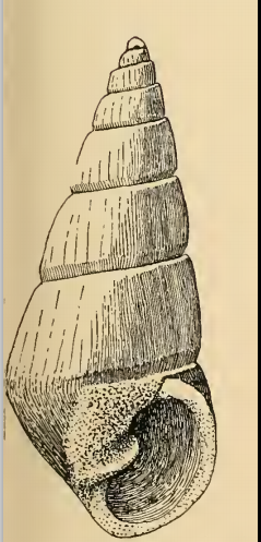 File:Odostomia hilgendorfi 001.png