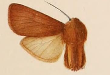 File:Paracles felderi female.JPG