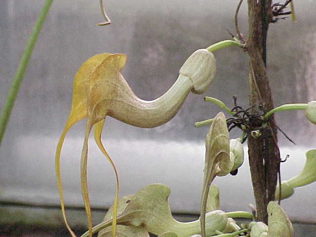 File:Pararistolochia promissa1.jpg