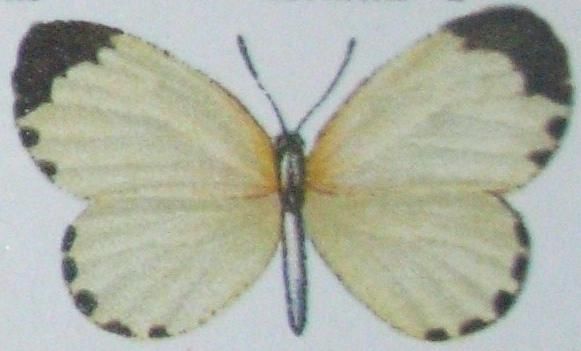 File:Pentila tachyroides.JPG