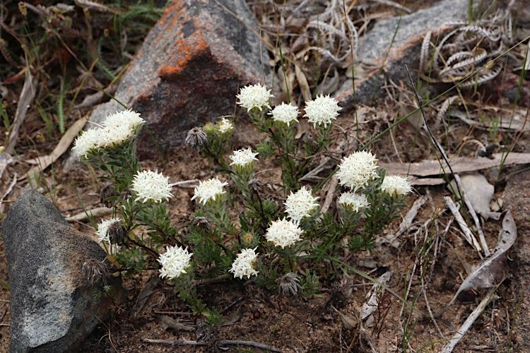 File:Pimelea imbricata habit.jpg