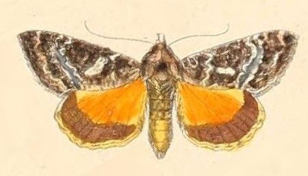 File:Pl.110-30-Thysanoplusia exquisita.JPG