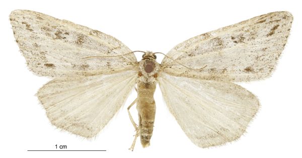 File:Pseudocoremia cineracia female.jpg