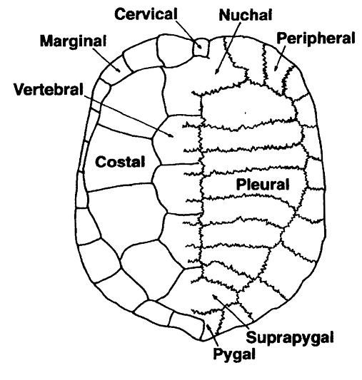 File:Pu carapace.jpg