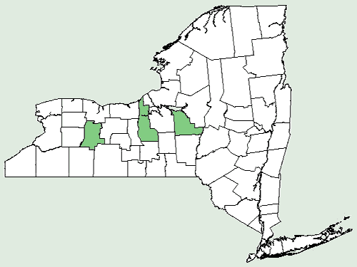 File:Rudbeckia fulgida var speciosa NY-dist-map.png