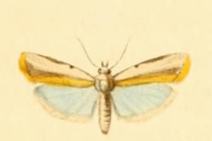 File:Sciota divisella.JPG