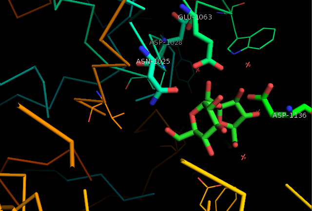 File:Active site of glucansucrase in Lactobacillus reuteri.png