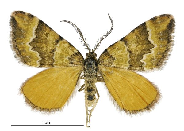 File:Asaphodes cinnabari male.jpg