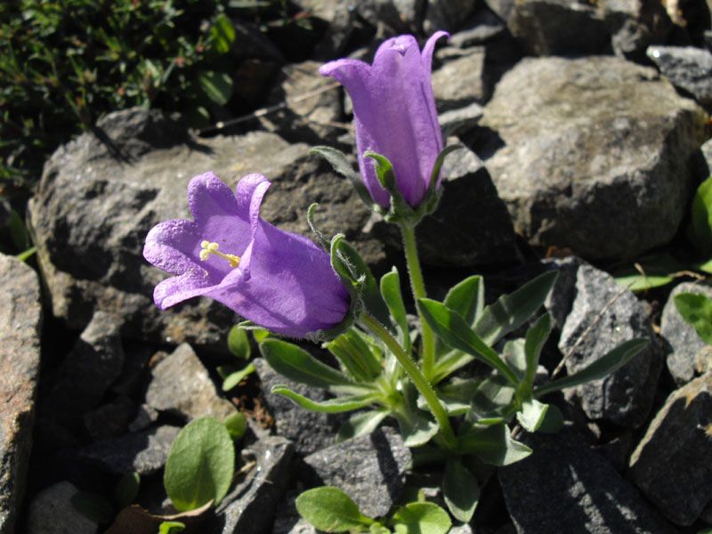 File:Campanula alpestris 1.JPG