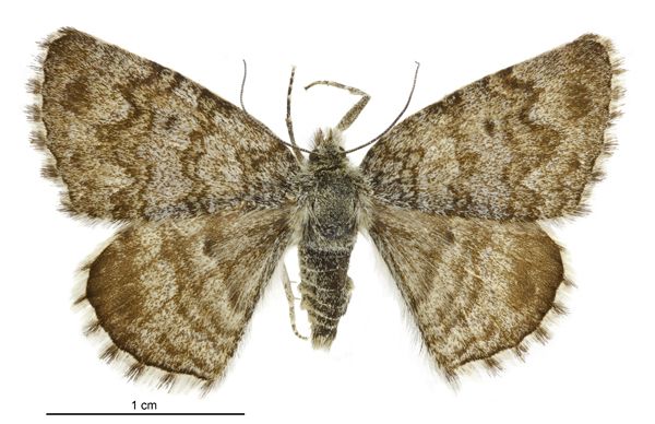 File:Dasyuris austrina female.jpg