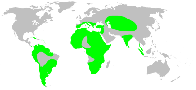 File:Distribution.palpimanidae.1.png