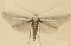 File:Elachista argentella.JPG