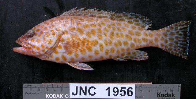 File:Epinephelus areolatus, black background, New Caledonia.jpg