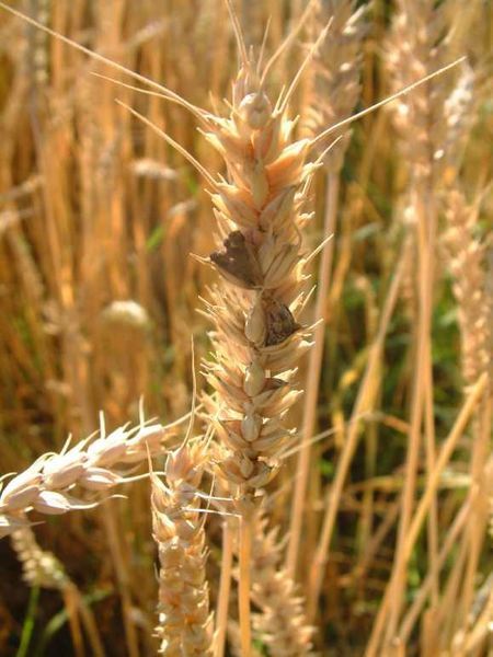 File:Ergot01.jpg