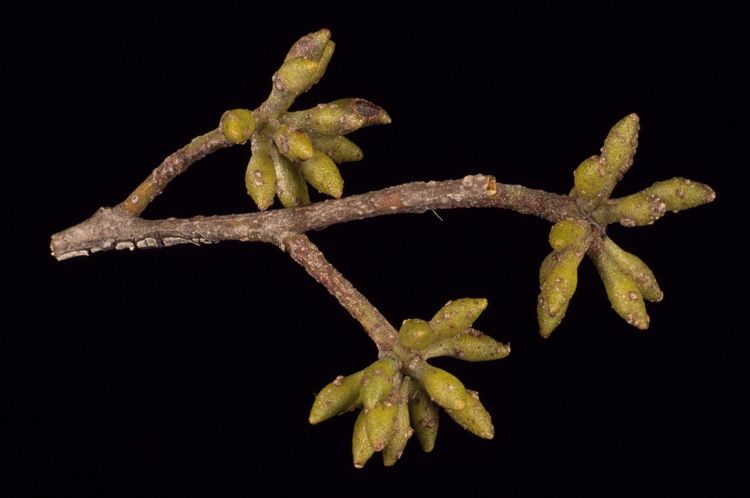 File:Eucalyptus laevopinea buds.jpg