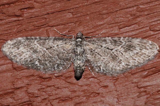 File:Eupithecia gilvipennata 02.jpg