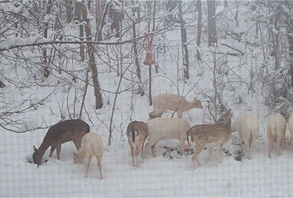 File:Fallow deer Maryland winter.jpg