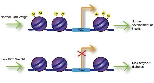 File:Histones.jpg