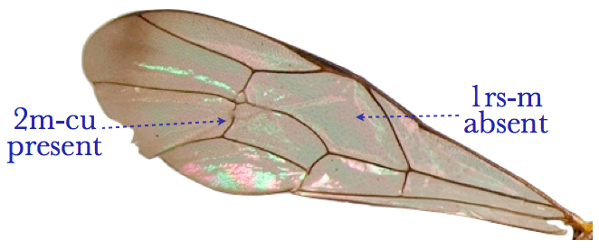 File:Ichneumonid fore wing.png