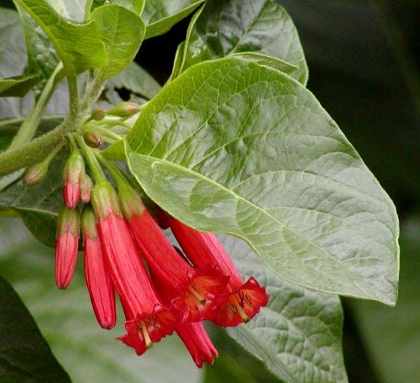 File:Iochroma fuchsioides.jpg