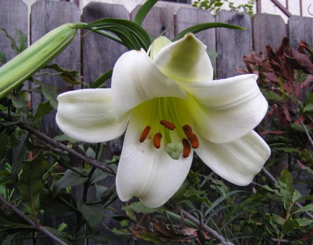 File:Lilium puerense (1).jpg