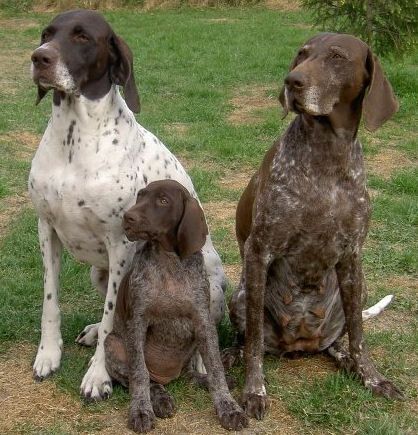 File:Metsosuon kennel 1.jpg