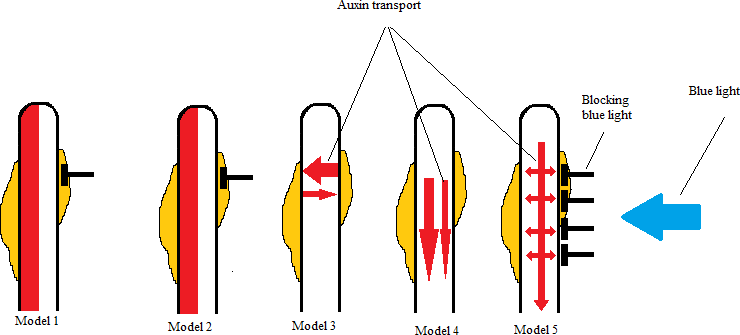 File:Model for auxin transport.png