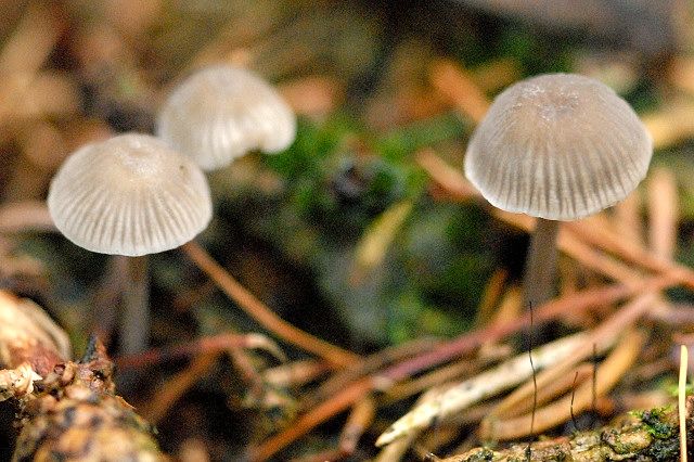 File:Mycena spec. - Lindsey 3a.jpg