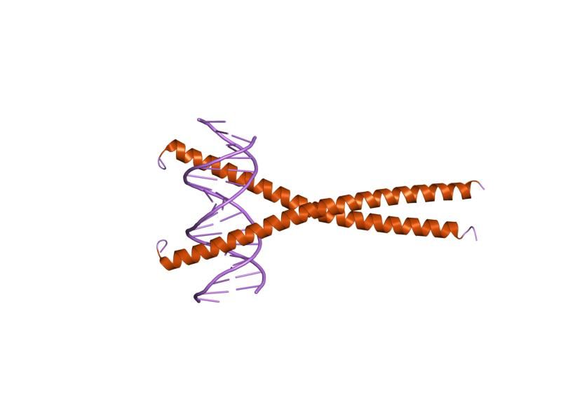 File:PDB 1gu4 EBI.jpg