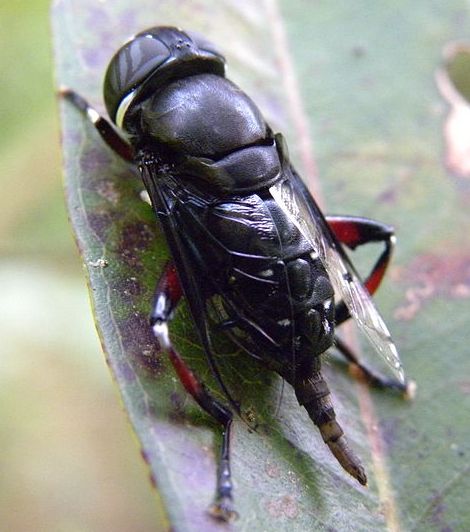 File:Phytomyia cf. crassa.jpg